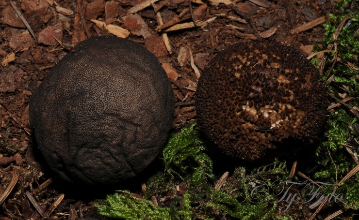 Lycoperdon umbrinum - black Puffball